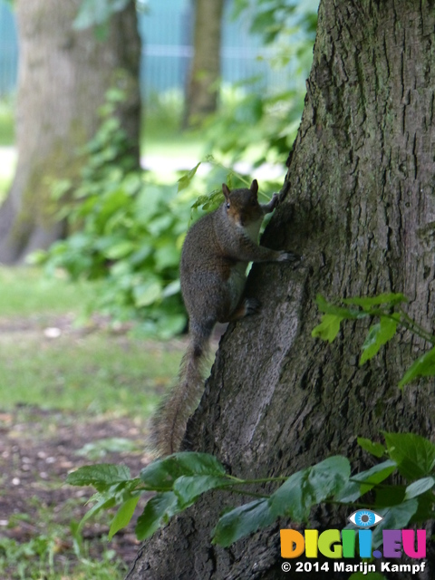FZ005739 Squirrel in Bute park